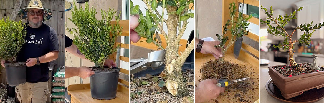 Every Bonsai Begins with a Tree That Someone Else Overlooked