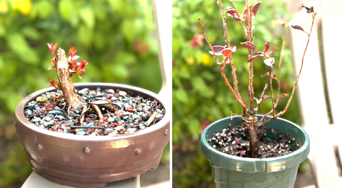 When a Mistake Becomes an Opportunity: My Crepe Myrtle's Second Chance
