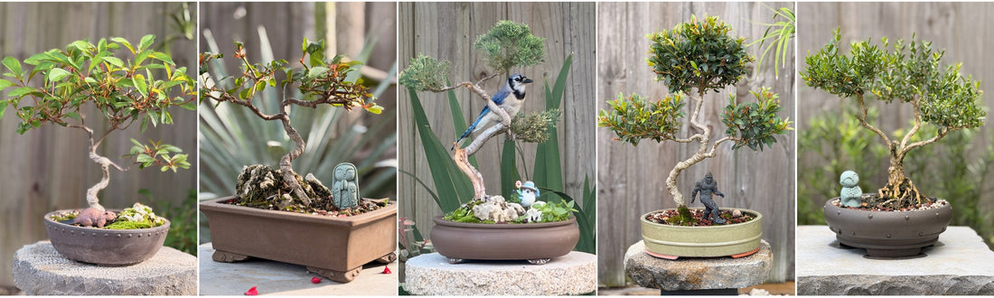 Bonsai: The Art of Growing Patience